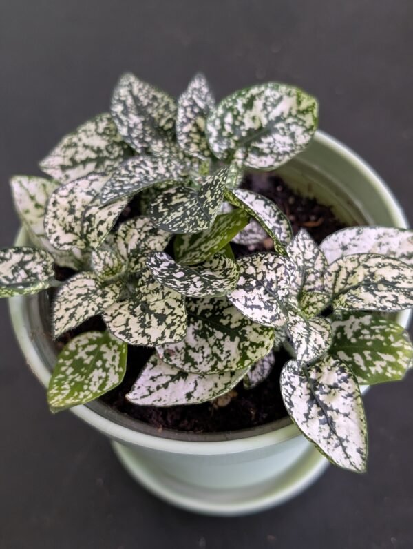 Polka Dot Plant (Hyopestes Phillostachya)