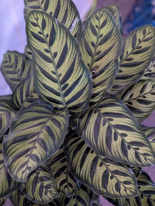 The Prayer Plant (Calathea Makoyana)