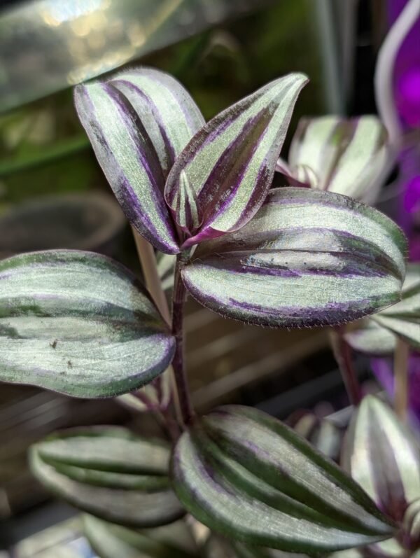 Inch Plant (Tradescantia Zebrina)