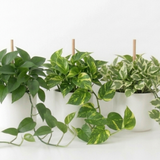Pothos