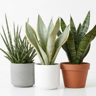 Snake Plants