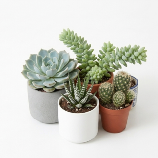 Assorted Succulents