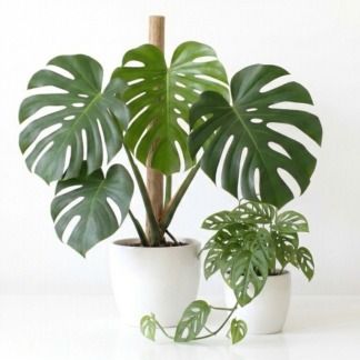 Monstera